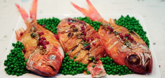 Red Snapper