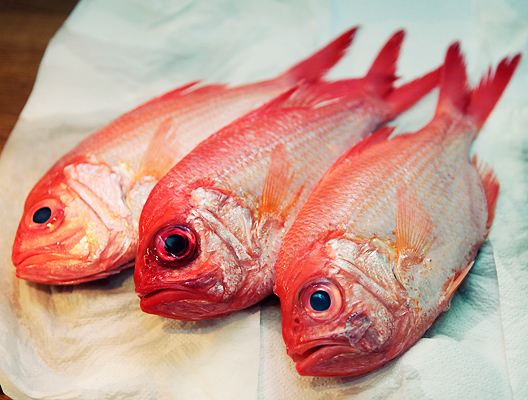 redsnapper02