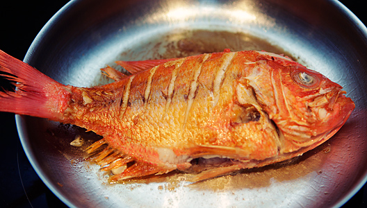 redsnapper03